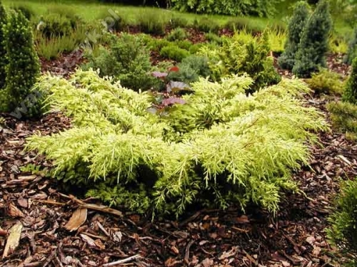 Juniperus x media 'Golden Saucer' 